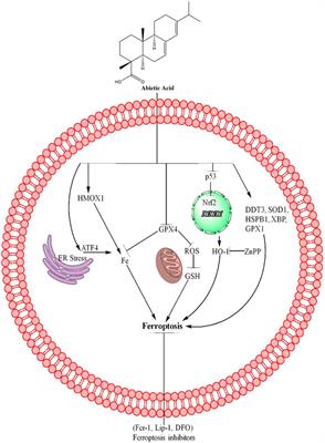 Anticancer activities of natural abietic acid